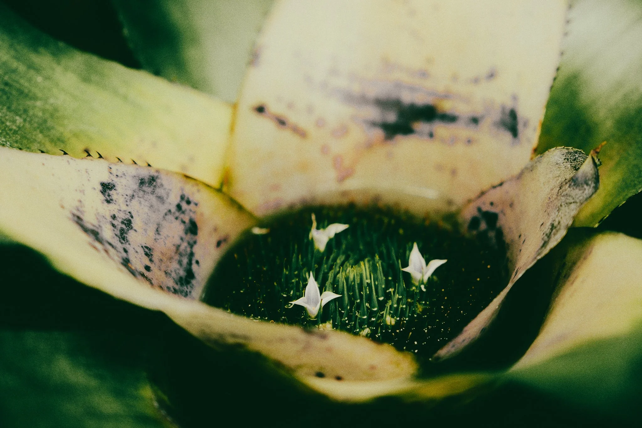 Como Flower 71126-9-2.jpg