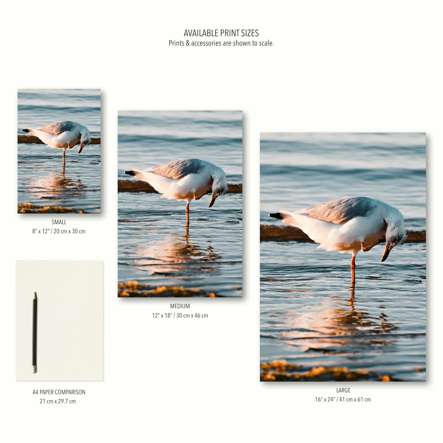 Three size options of the seagull Balancing Act print are displayed to scale on a cream canvas, together with props for context.