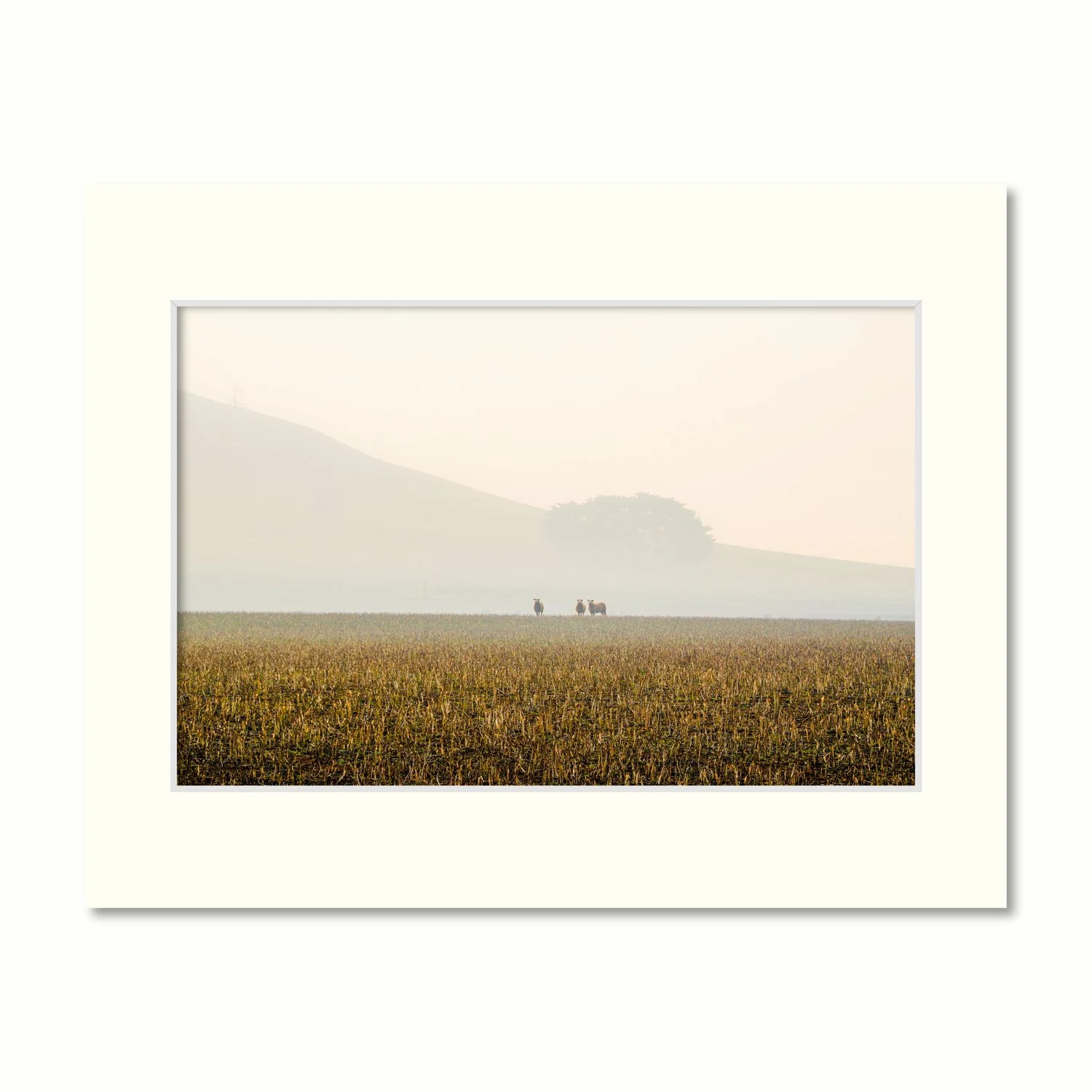 Mounted photography print of three lone sheep in a pasture with smoke haze placed on a cream canvas, horizontal perspective.