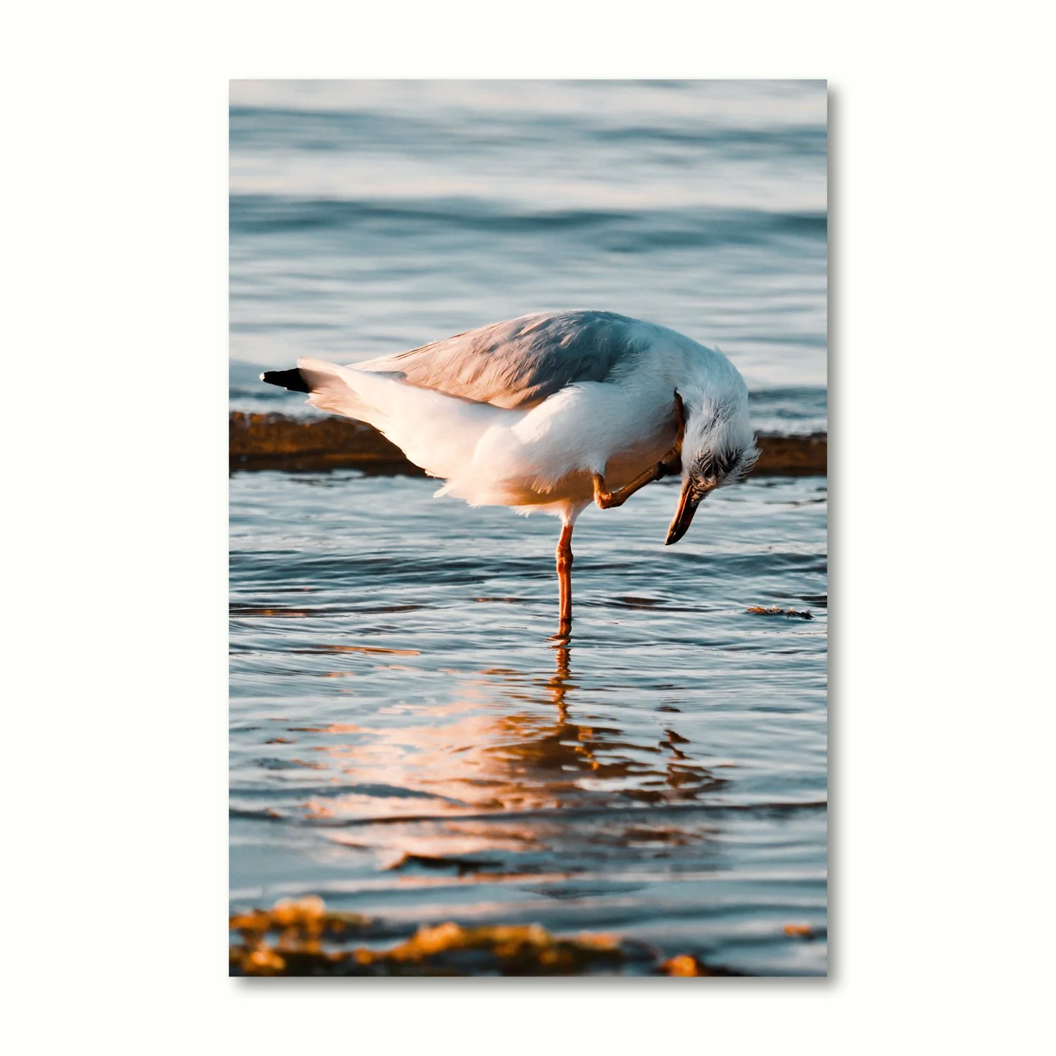 Balancing Act – Fine Art Print