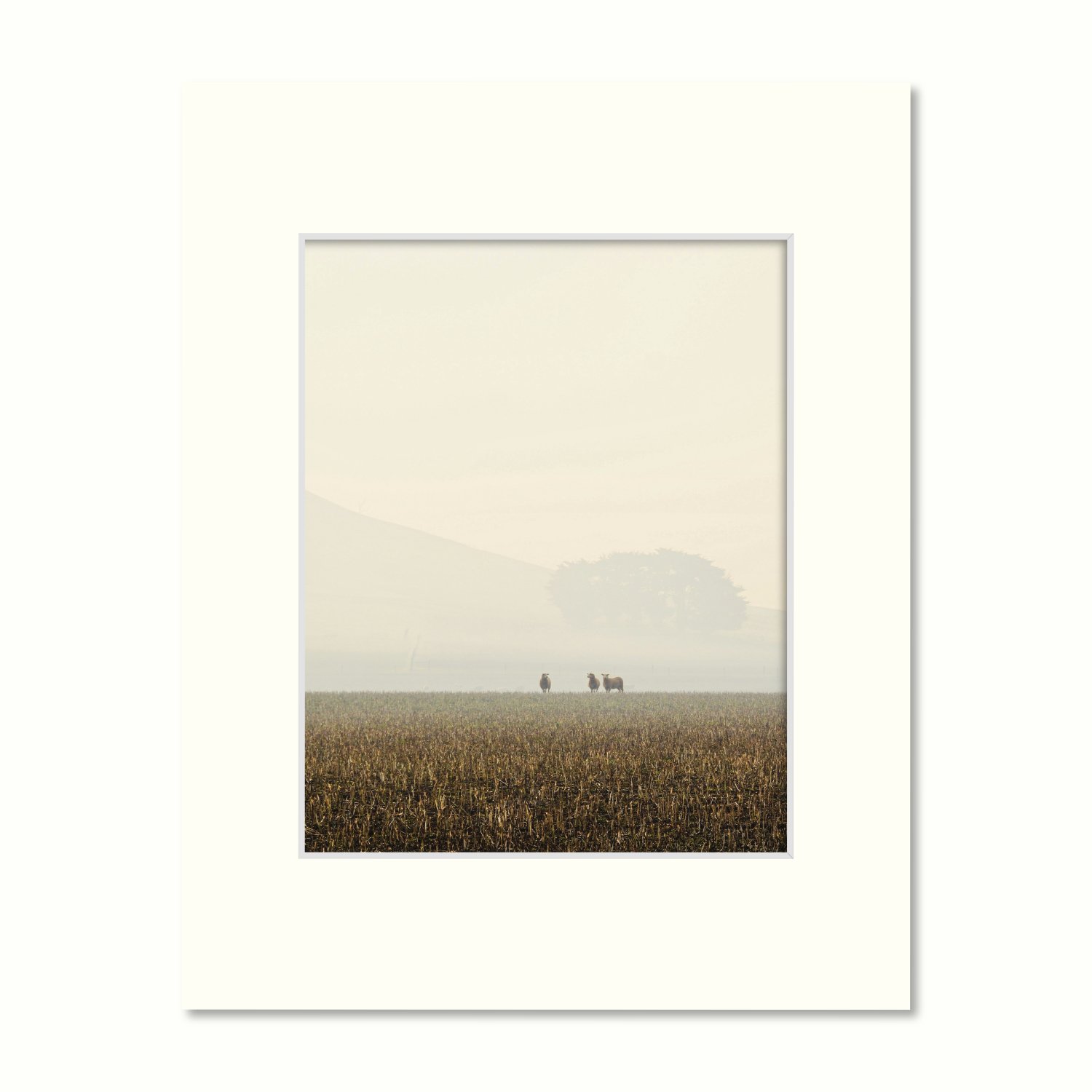 Ready to Frame Print: Three Lone Sheep