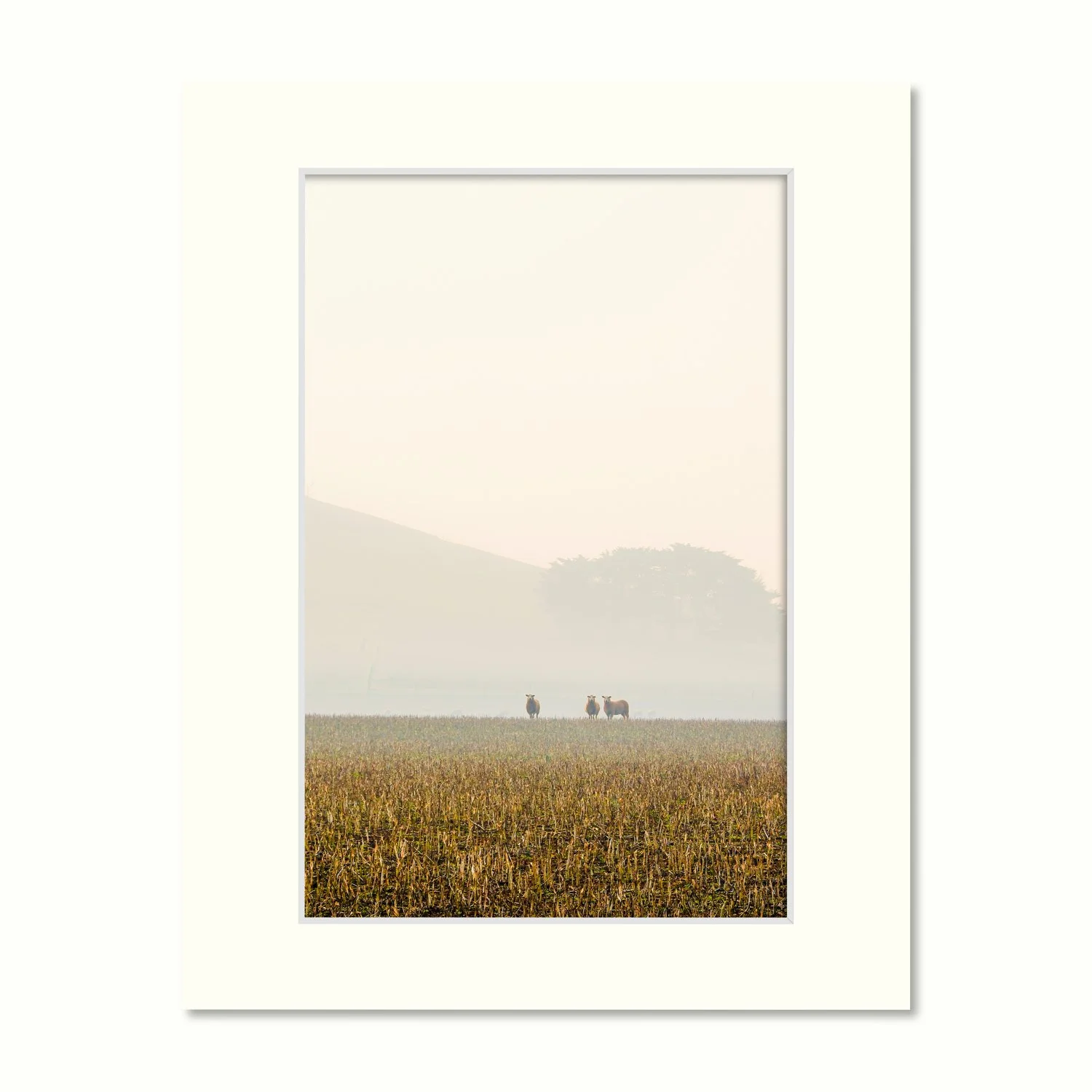 Mounted photography print of three lone sheep in a pasture with smoke haze placed on a cream canvas, vertical perspective.