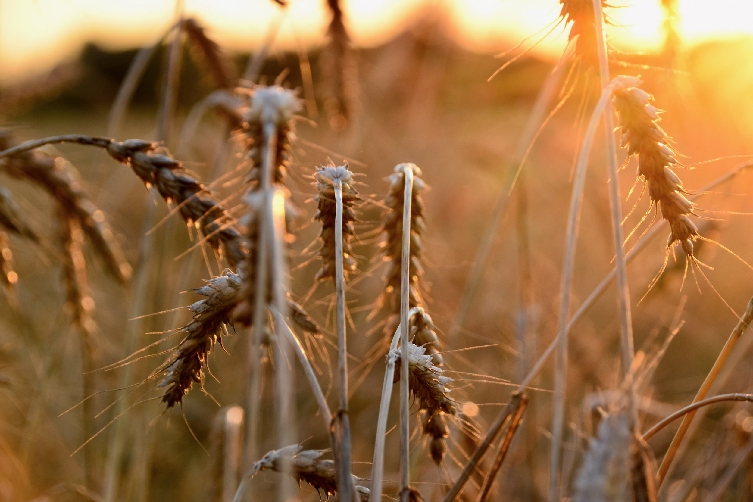 Close-up of dried wheat stalks in a field during sunset.