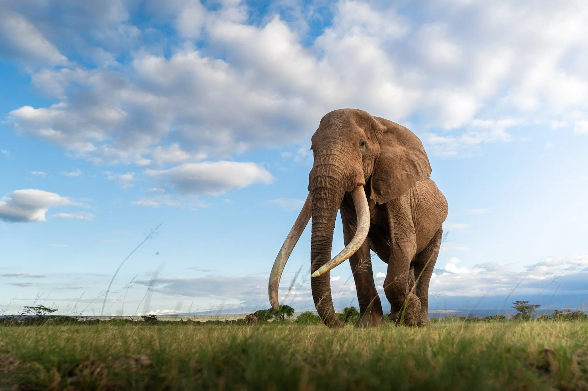 The most famous elephant in the world: Craig