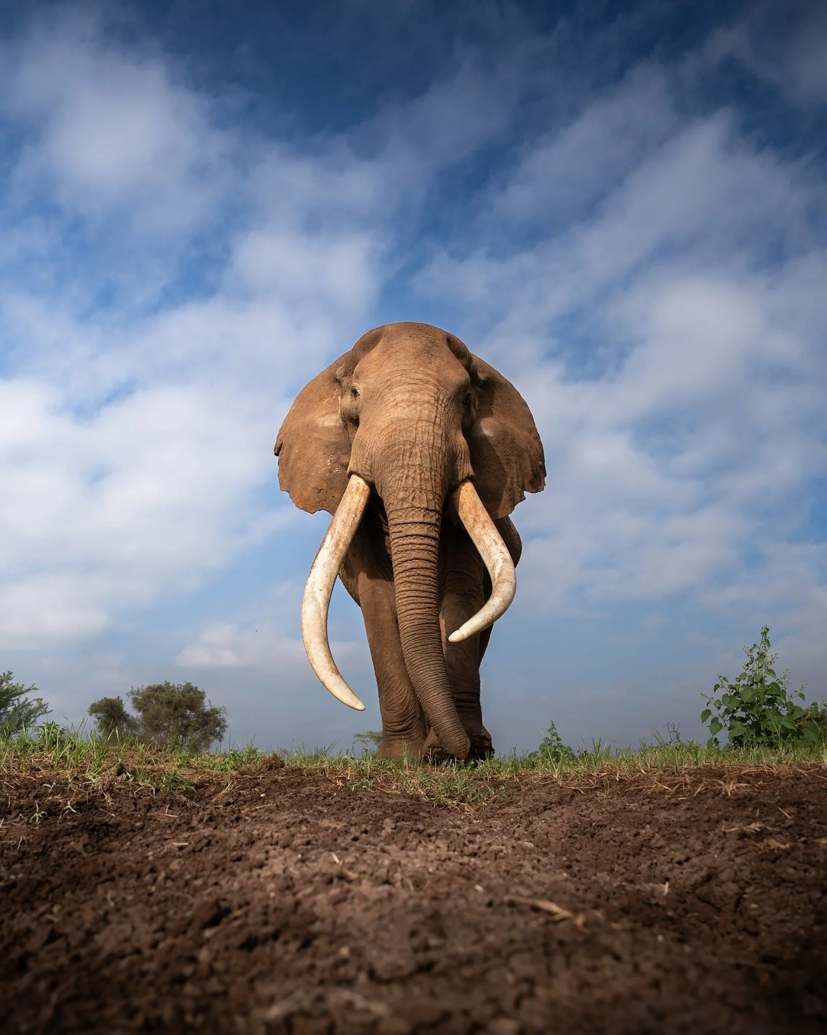 Wildlife Photography Angles: Why Low Beats High
