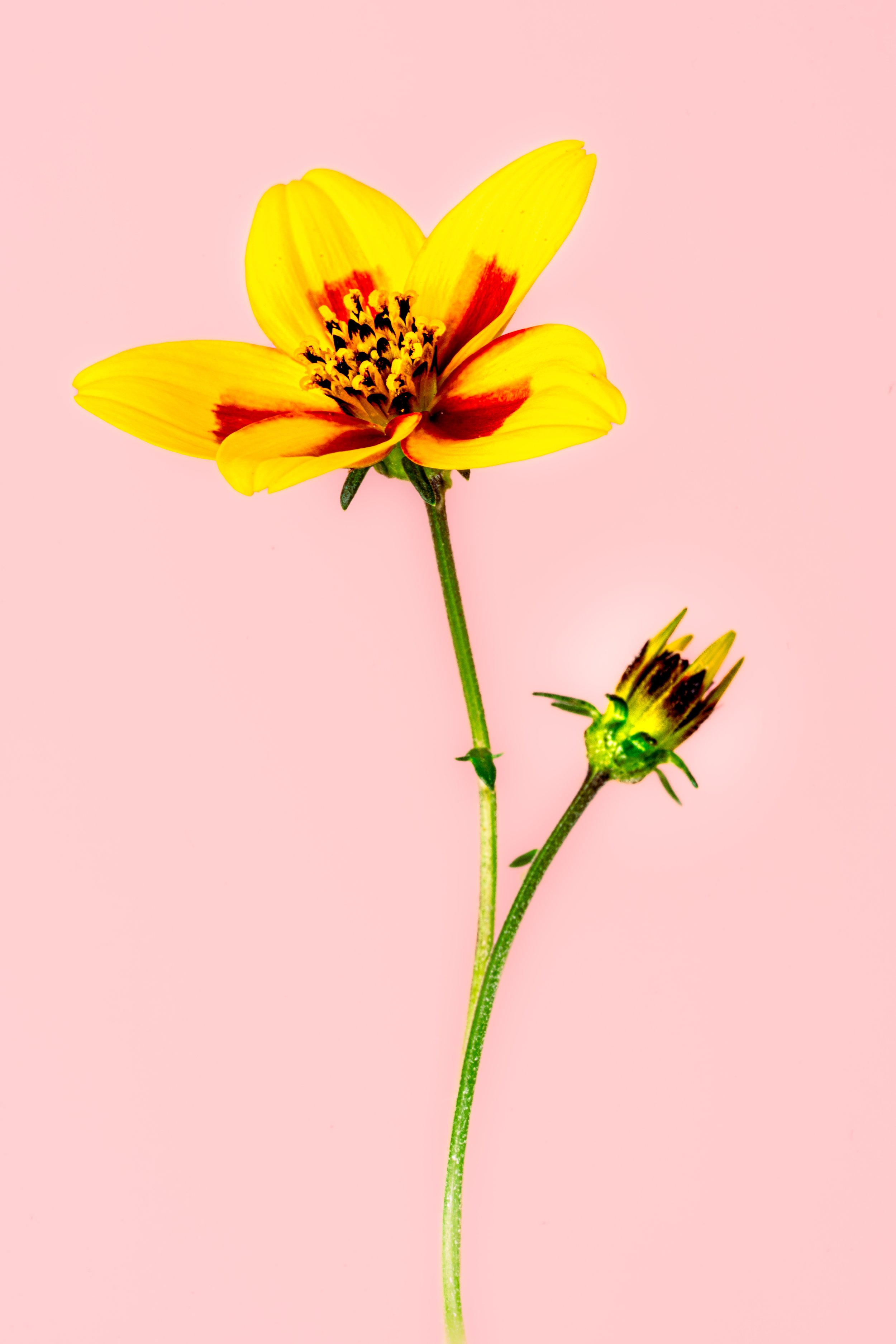 BUG08477.jpg