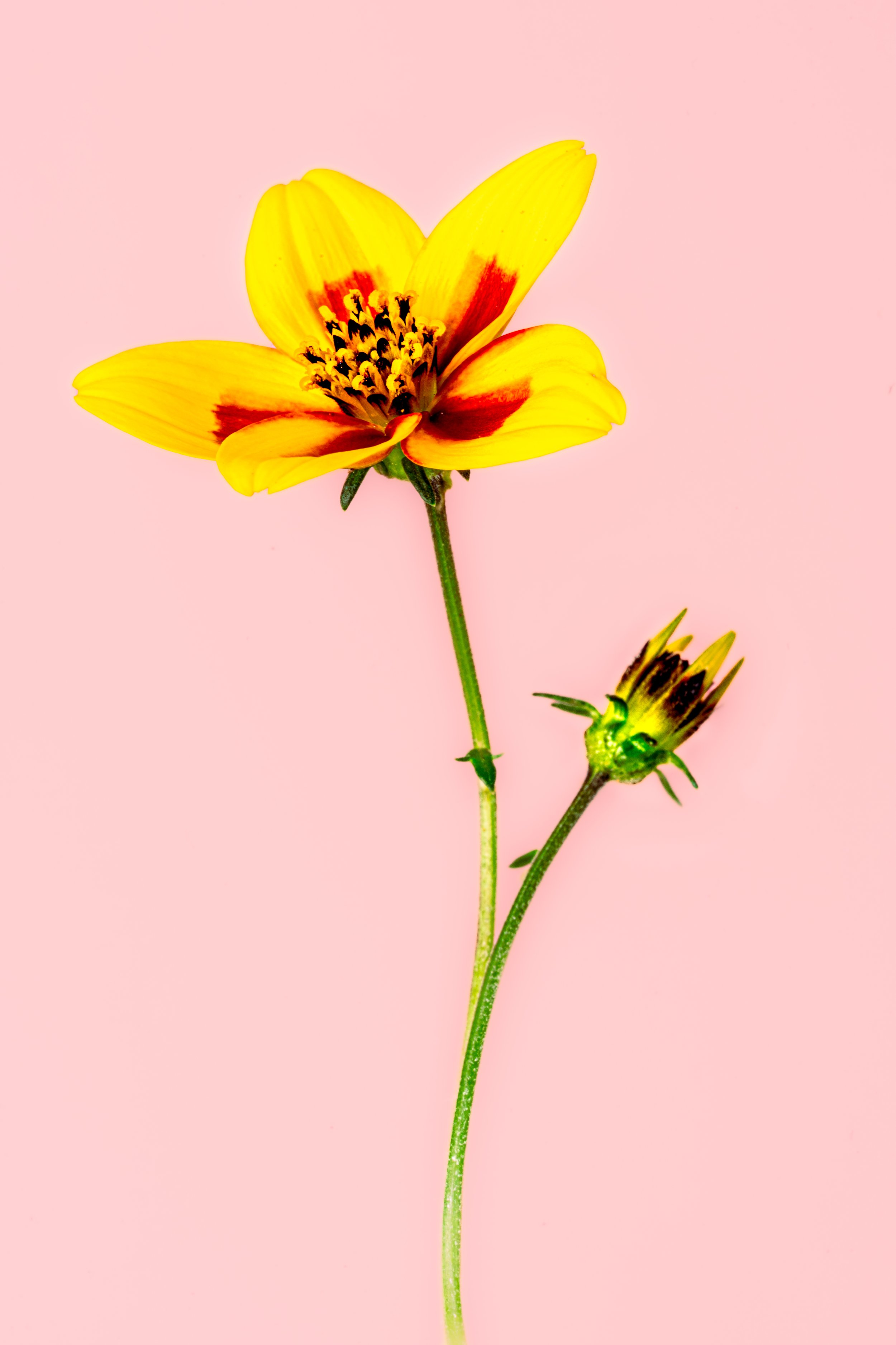 BUG08477.jpg
