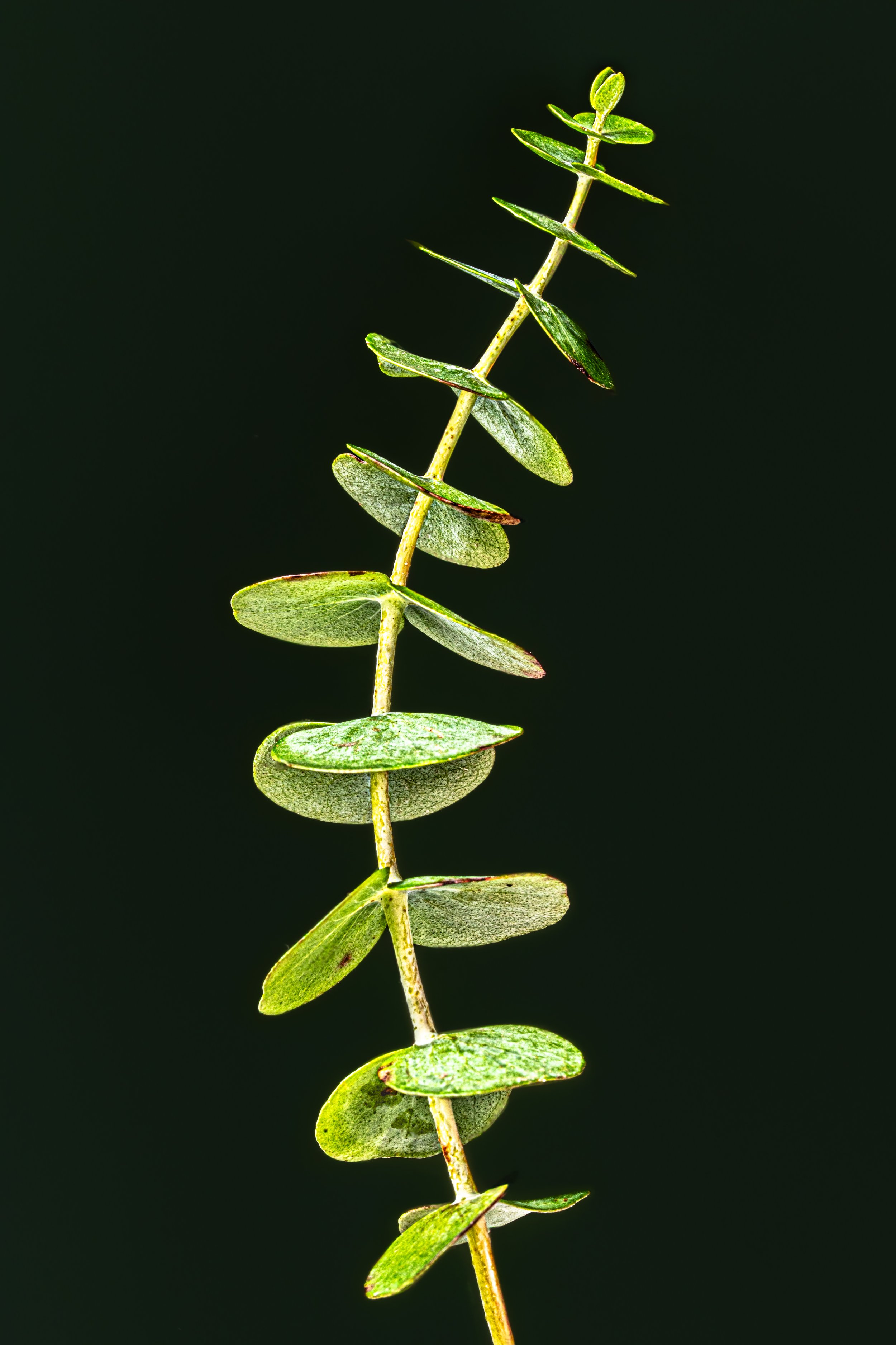 BUG08584.jpg