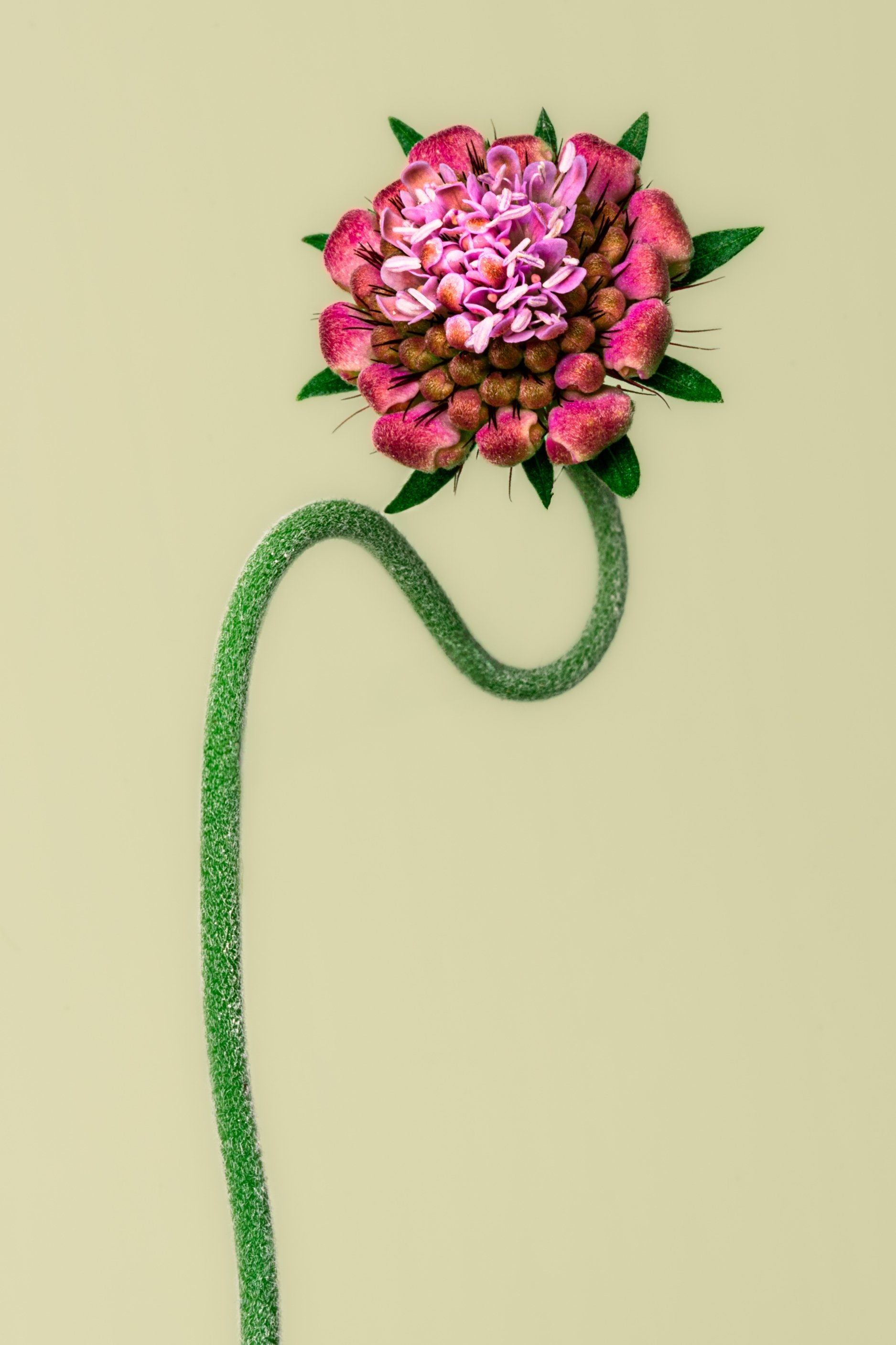 Untitled design.jpg