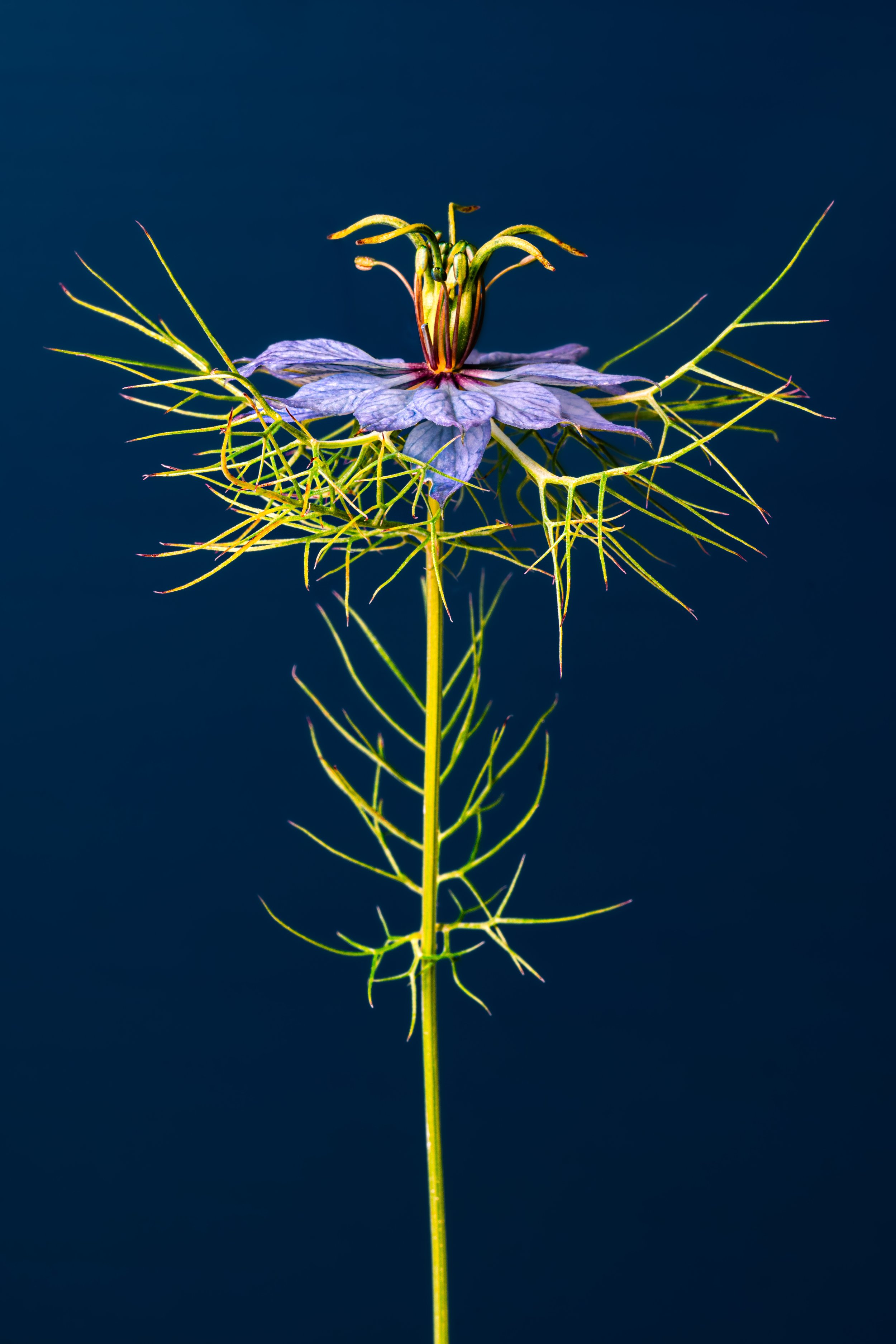 BUG07547.jpg