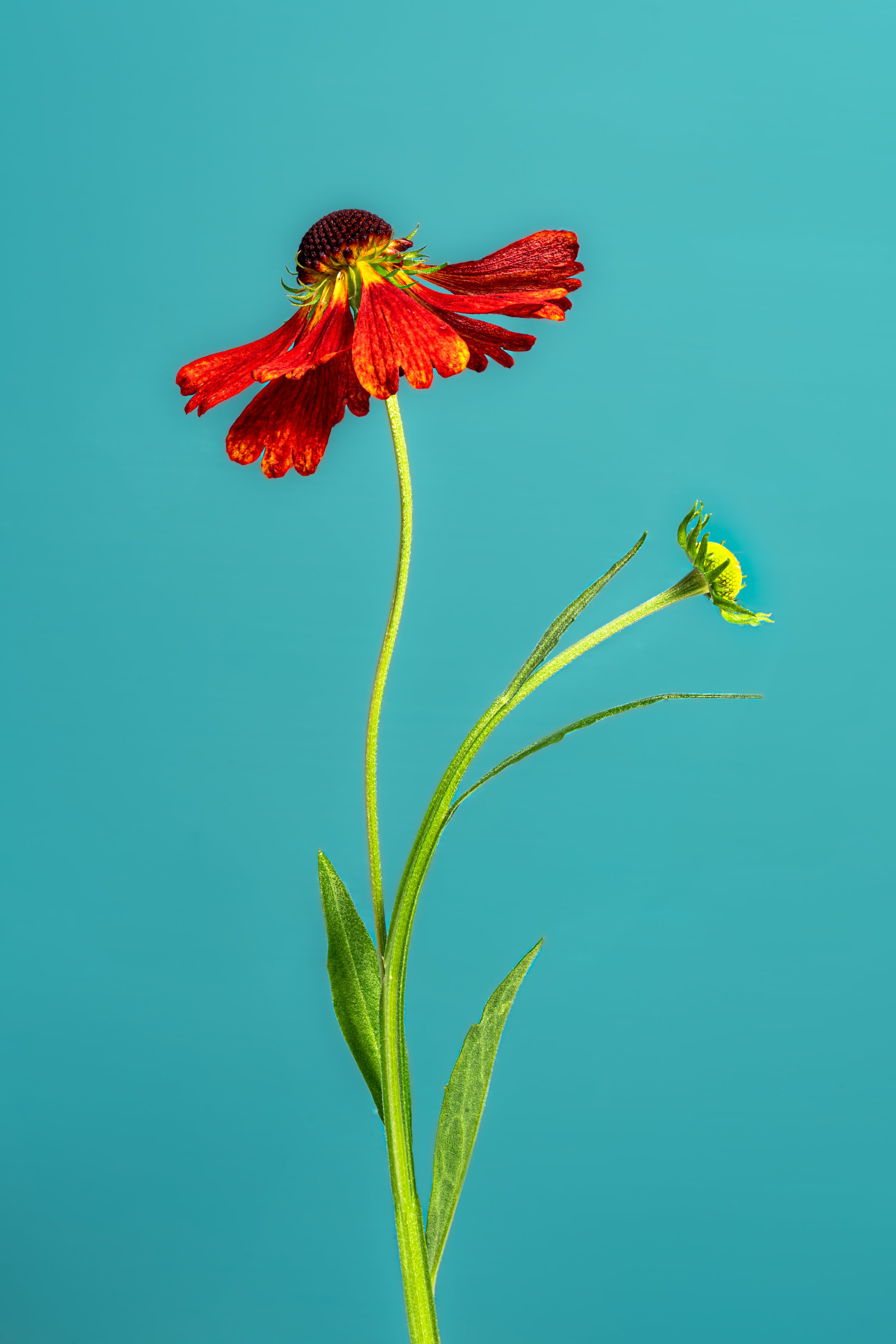 BUG07580.jpg