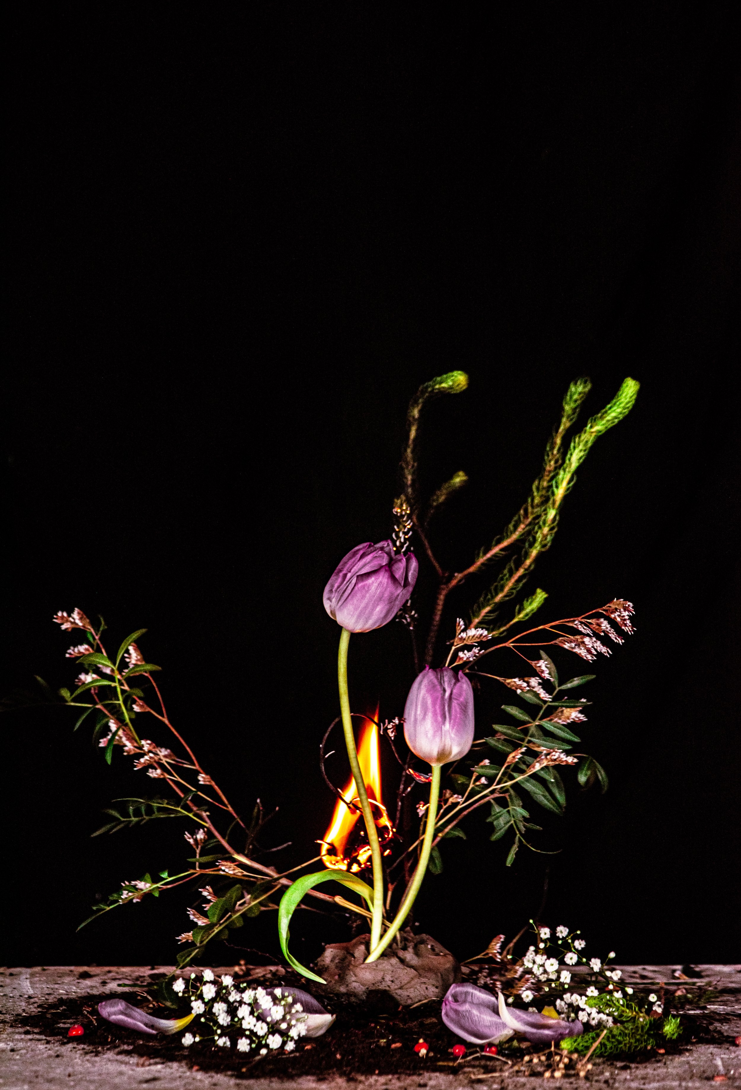 fire tulip ..jpg