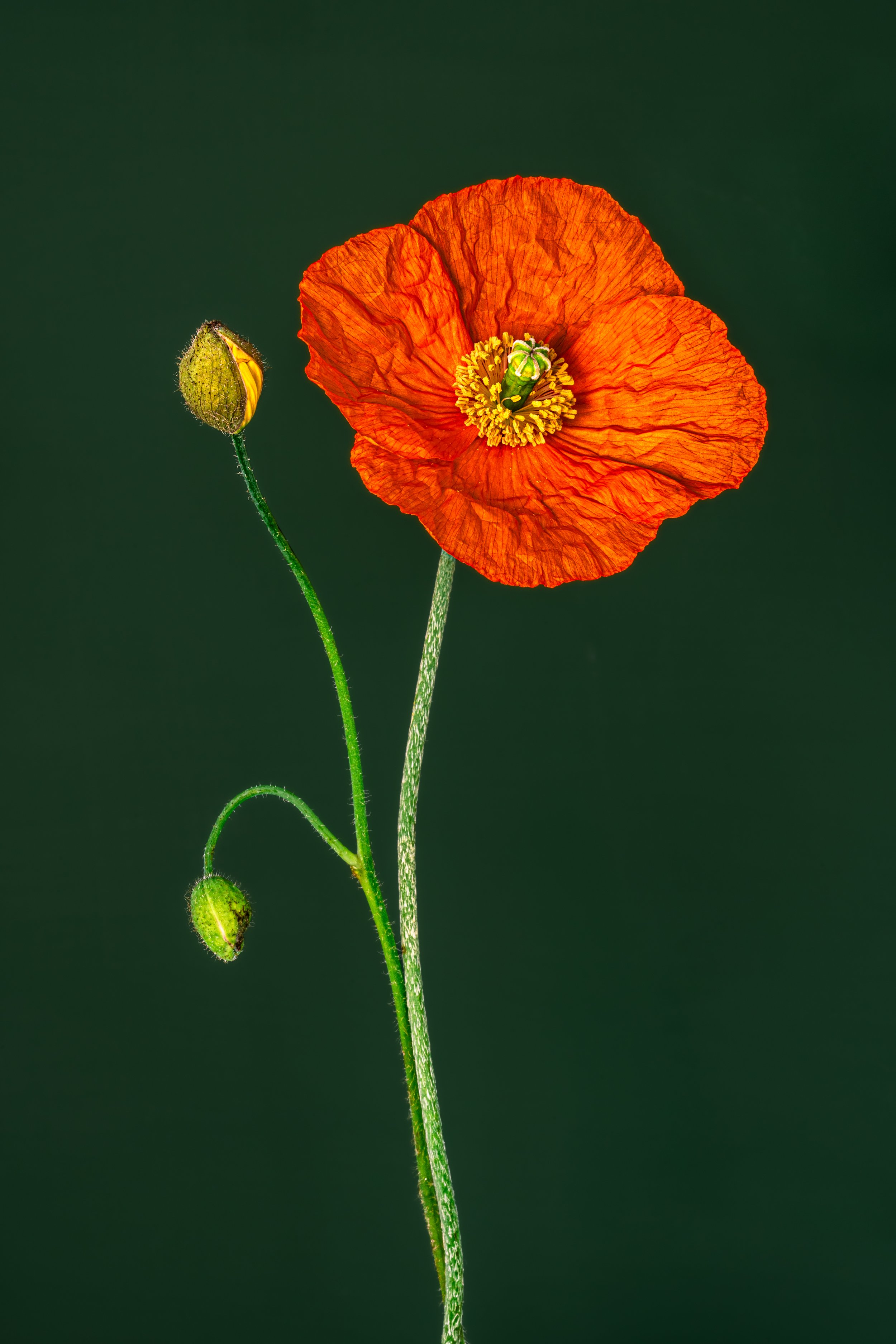 BUG07558.jpg