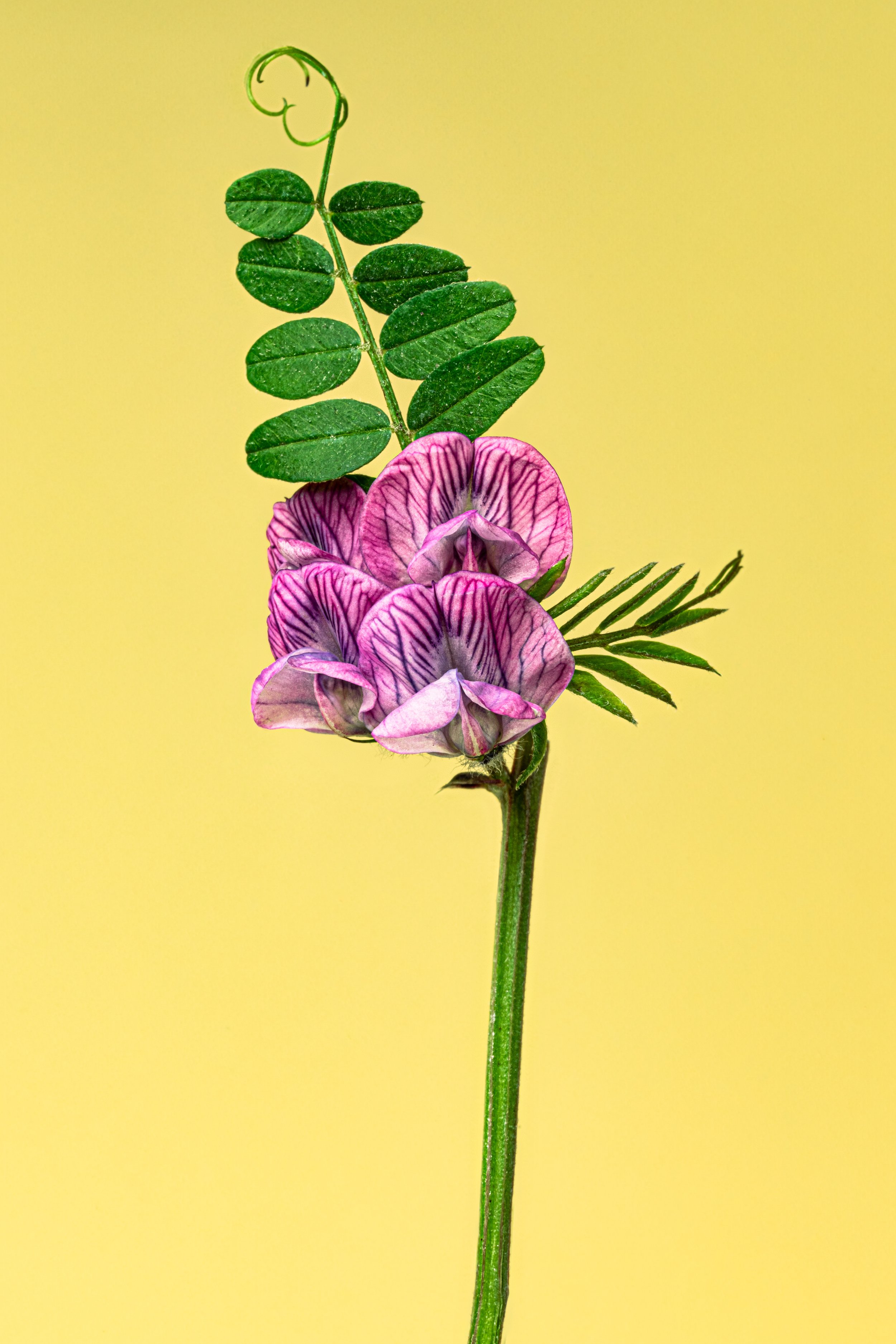 BUG08595.jpg