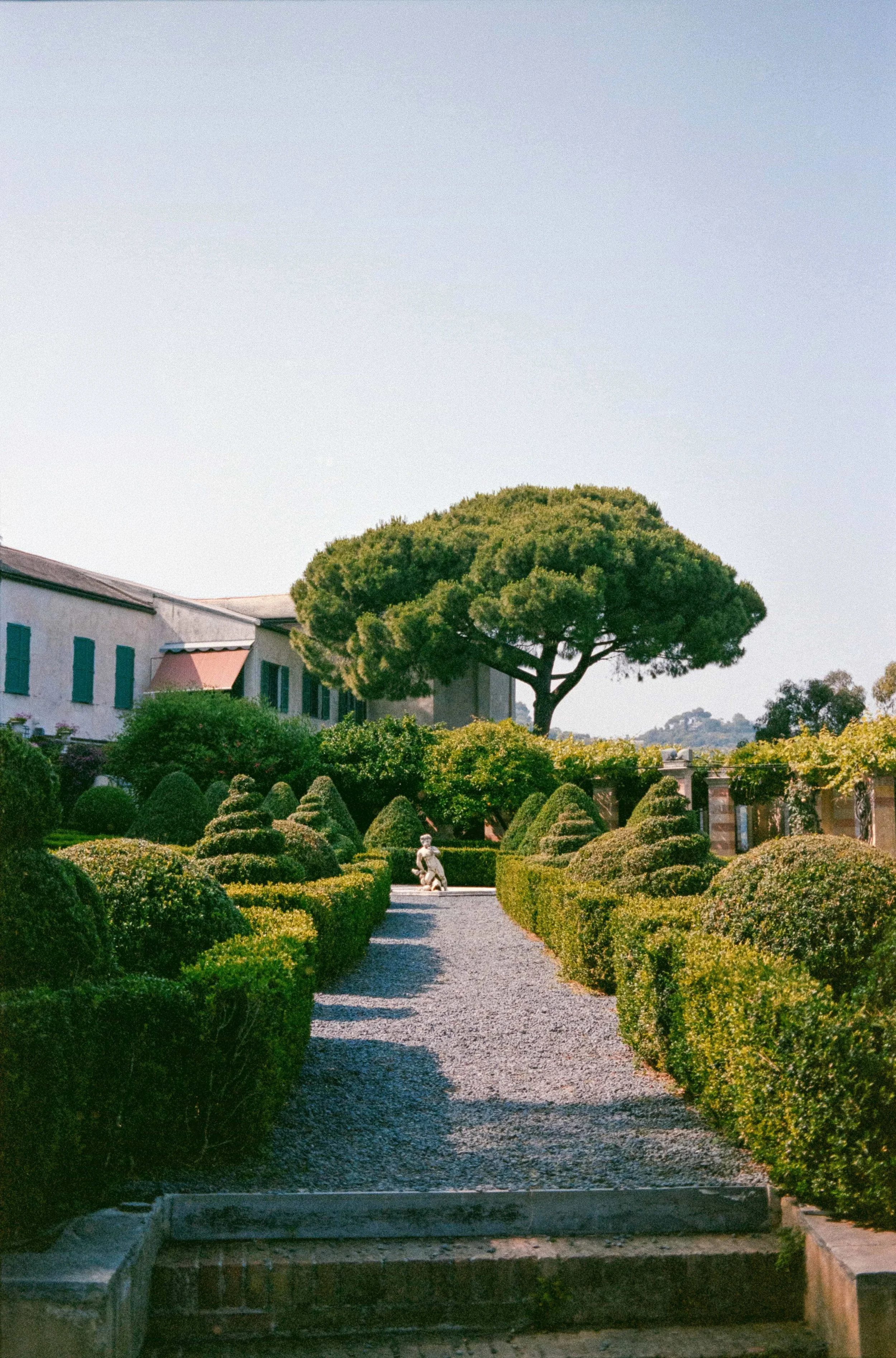 A peaceful garden with trimmed bushes, a gravel pathway, a white statue of a child, and a large tree with a broad canopy under a clear blue sky.