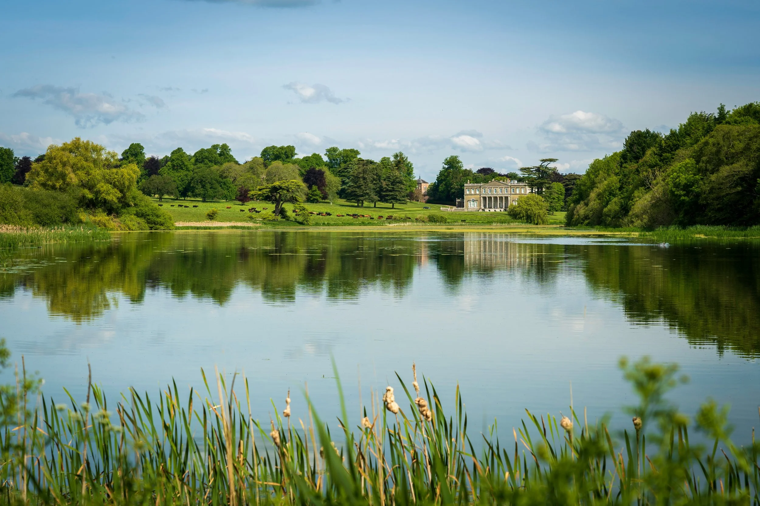 A scenic landscape of a lake surrounded by green trees, with a large historic house visible in the background and a herd of cattle grazing on the hill.