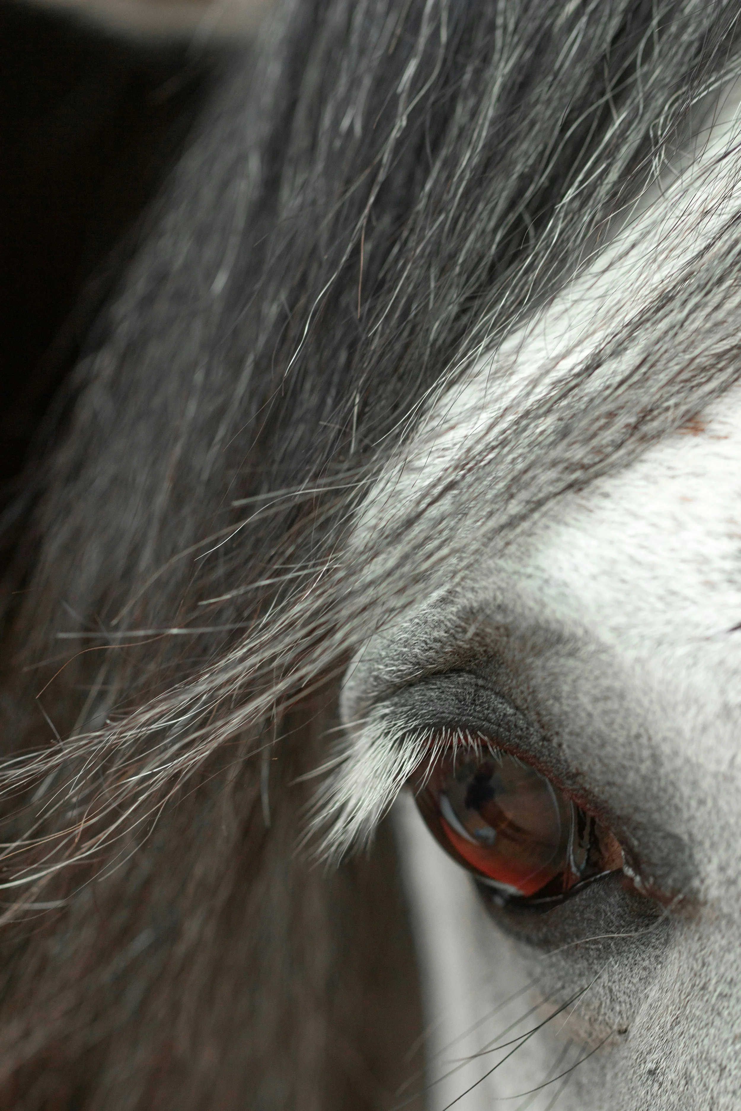 Close-up of a horse's face and mane, showing gray and white fur, an eye, and part of the bridle.