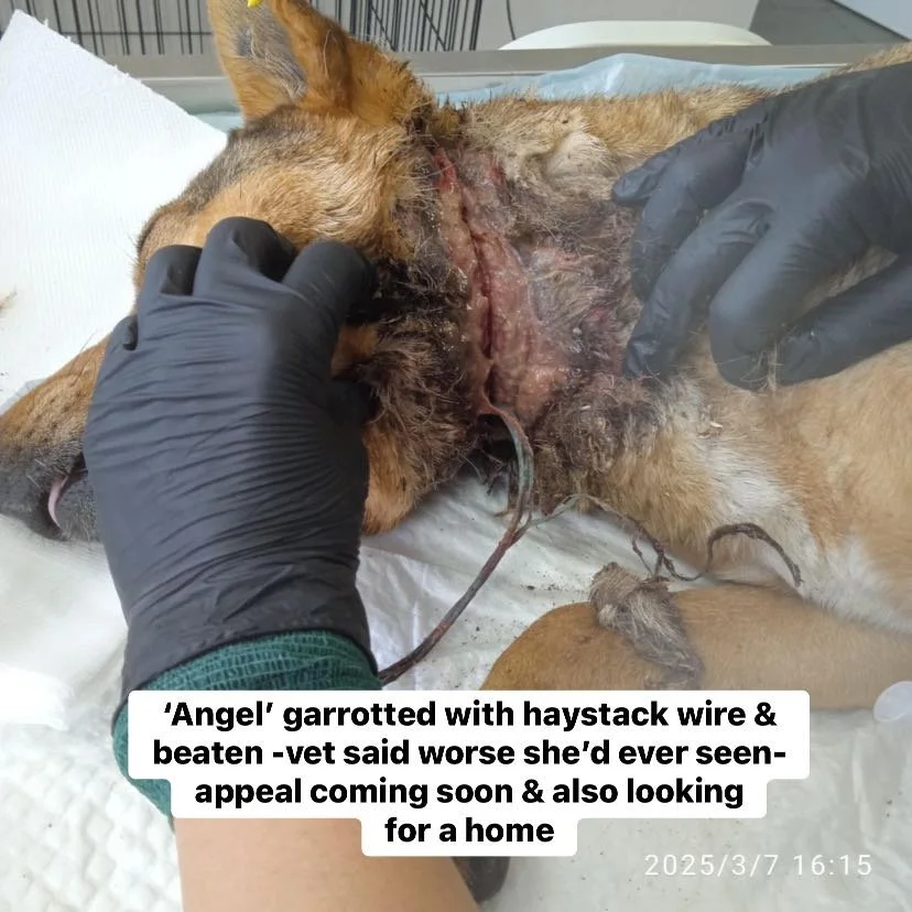 A dog named Angel lying on a table with a serious injury on its neck, being examined or treated by a veterinarian wearing black gloves. The injury appears to have been caused by a haystack wire and is severely infected. A caption indicates the dog is