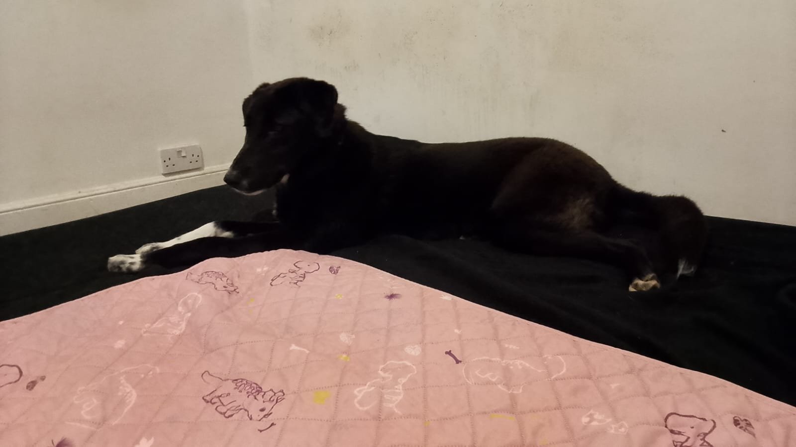 Raven laying day 1.jpeg