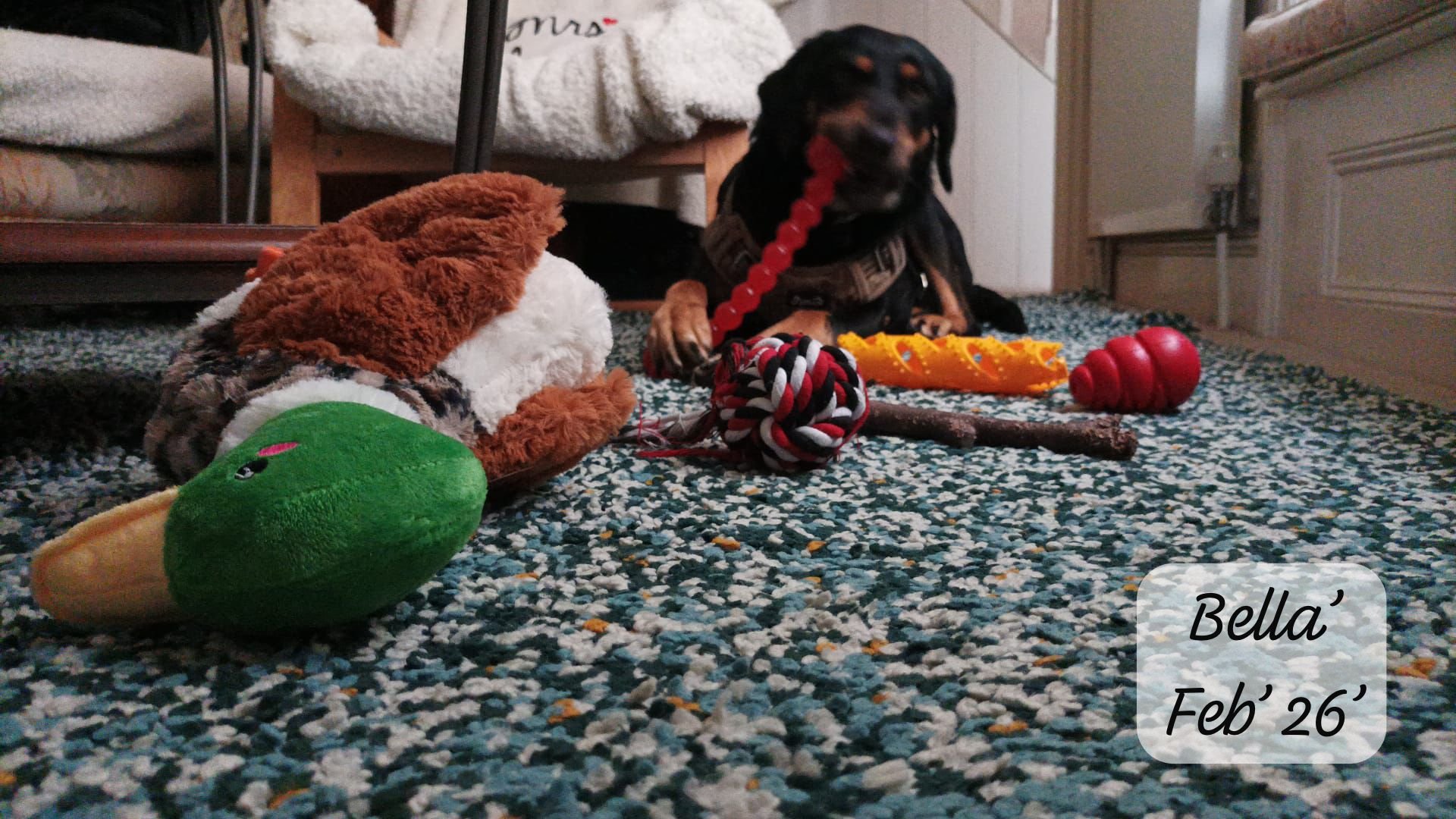 WhatsApp Image 2026-02-27 at 11.51.36 (1).jpeg