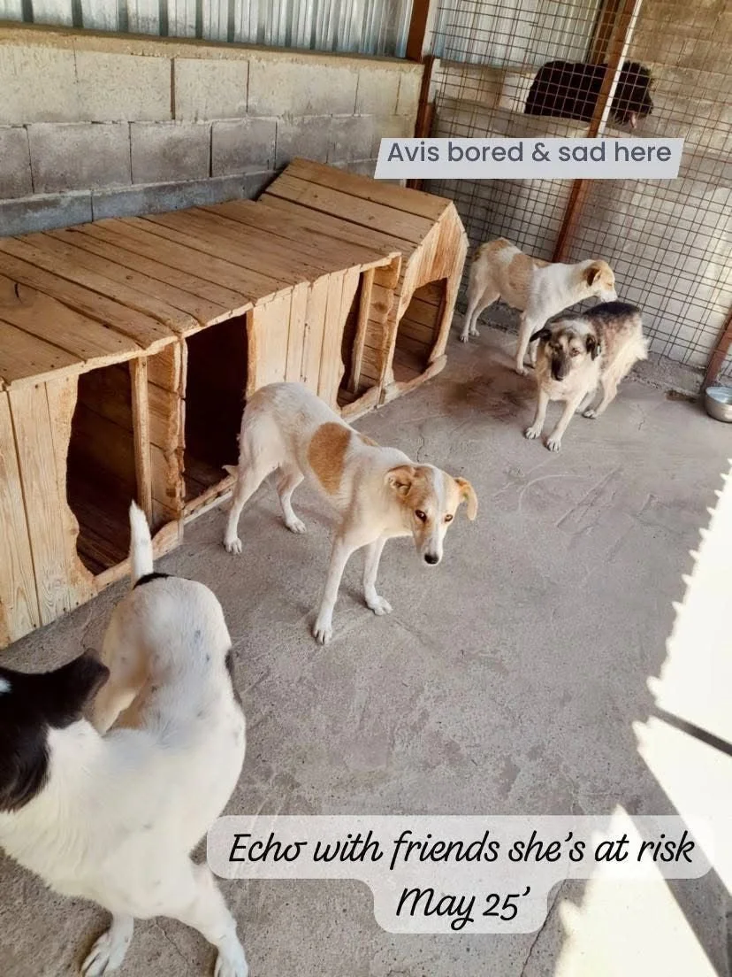 WhatsApp Image 2026-02-08 at 10.20.00 (4).jpeg