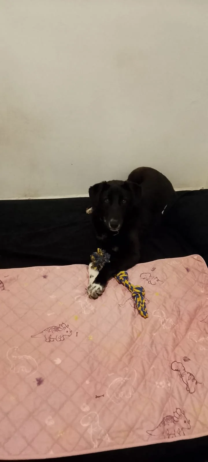 raven with toy day 1.jpeg