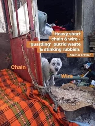 A small dog with a short chain and wire attached to its collar, standing outside a makeshift shelter or shack. Trash and waste are visible inside and around the shelter, including putrid waste and stinking rubbish. Text labels indicate the chain as '
