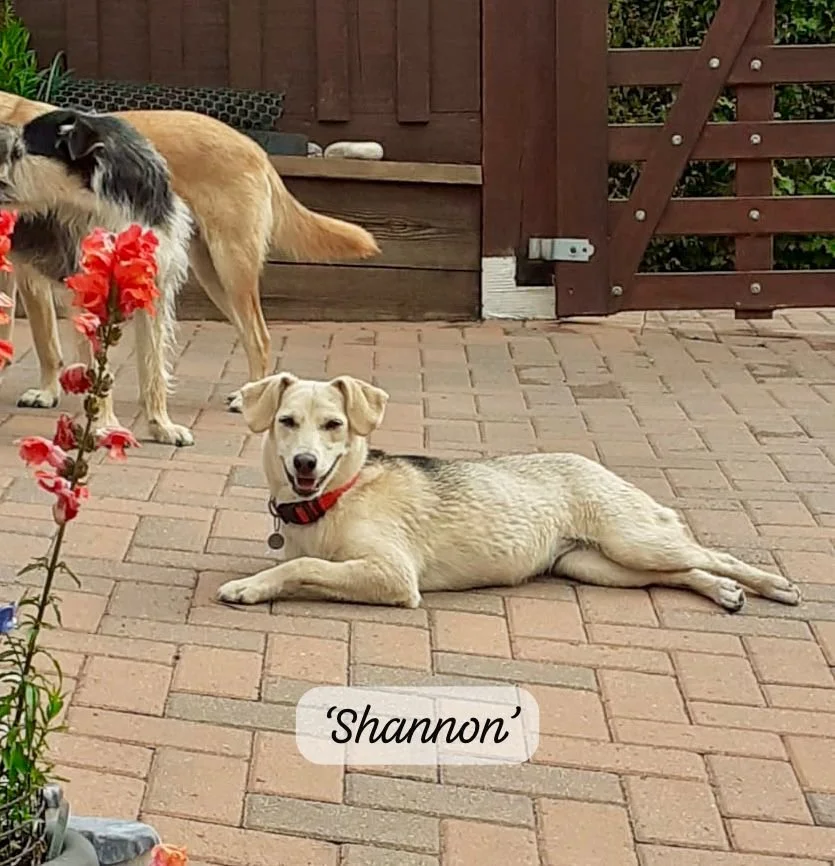 Shannon *Fostered in Devon*