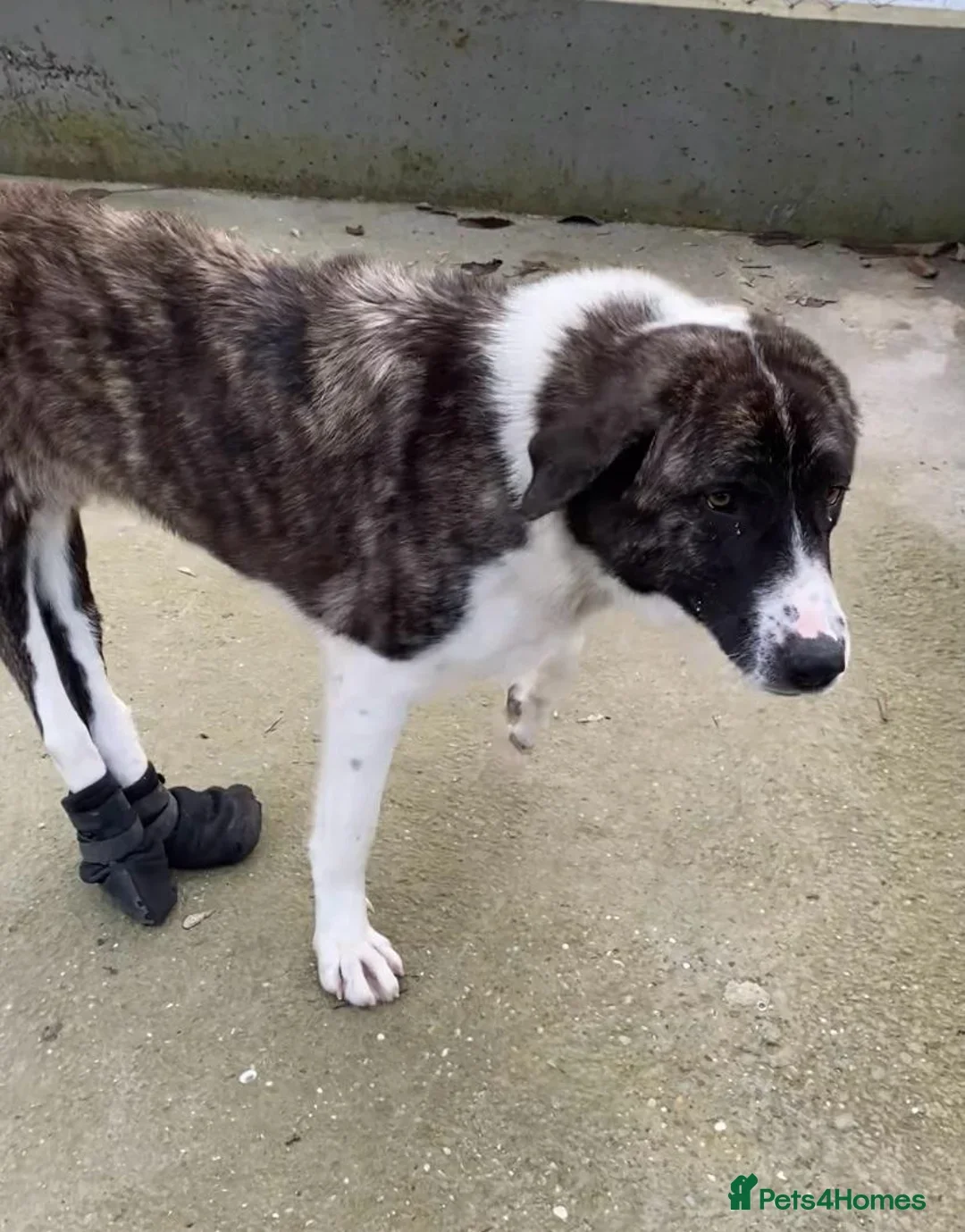 originalImage (3).webp