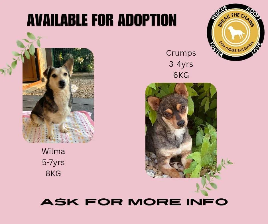 Wilma and crumpet cover.jpg