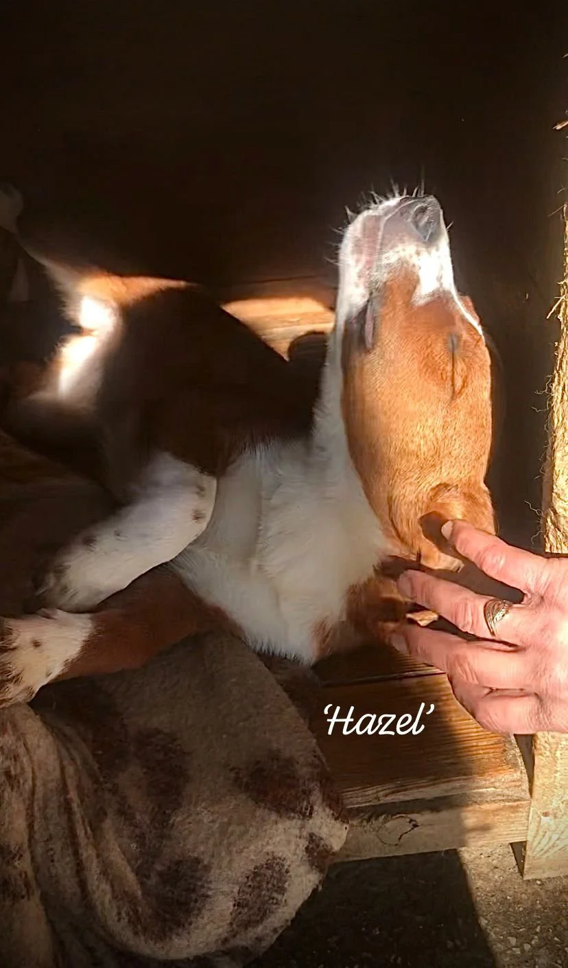 WhatsApp Image 2026-03-17 at 16.12.39 (2).jpeg