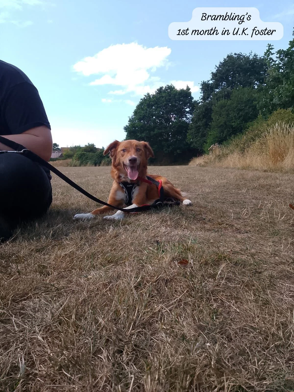 Brambling in her foster home in Devon