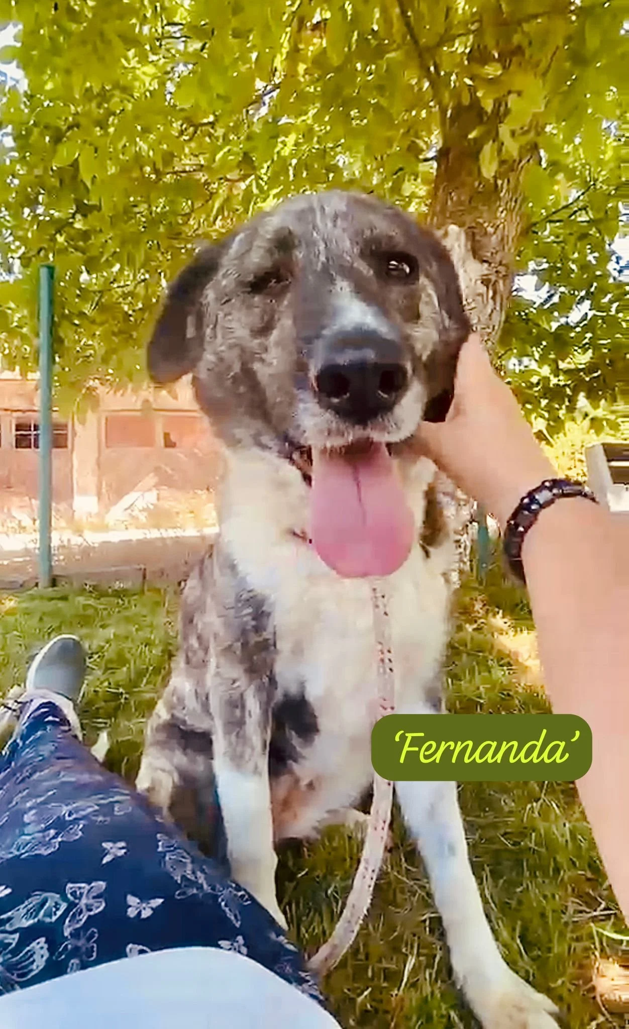 Fernanda cover.jpeg