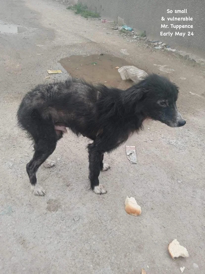 A small, thin black dog with white paws standing on a dirt road near a concrete wall. The dog appears to be unkempt and malnourished. There are pieces of bread on the ground nearby. Text in the top right corner reads, 'So small & vulnerable Mr. Tuppe