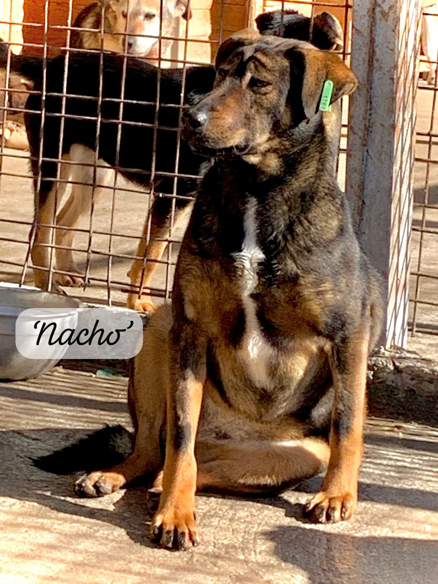 A brindle and black dog sitting outside on a concrete surface in front of a wire fence. There are other dogs behind the fence, and a pet bowl is visible on the ground. The dog has a green tag on its ear and appears to be a mixed breed.