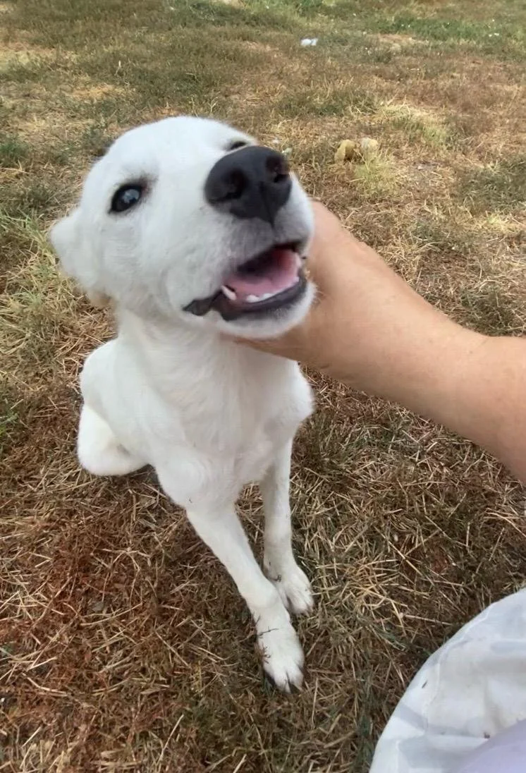 Coconut (Reserved STC)