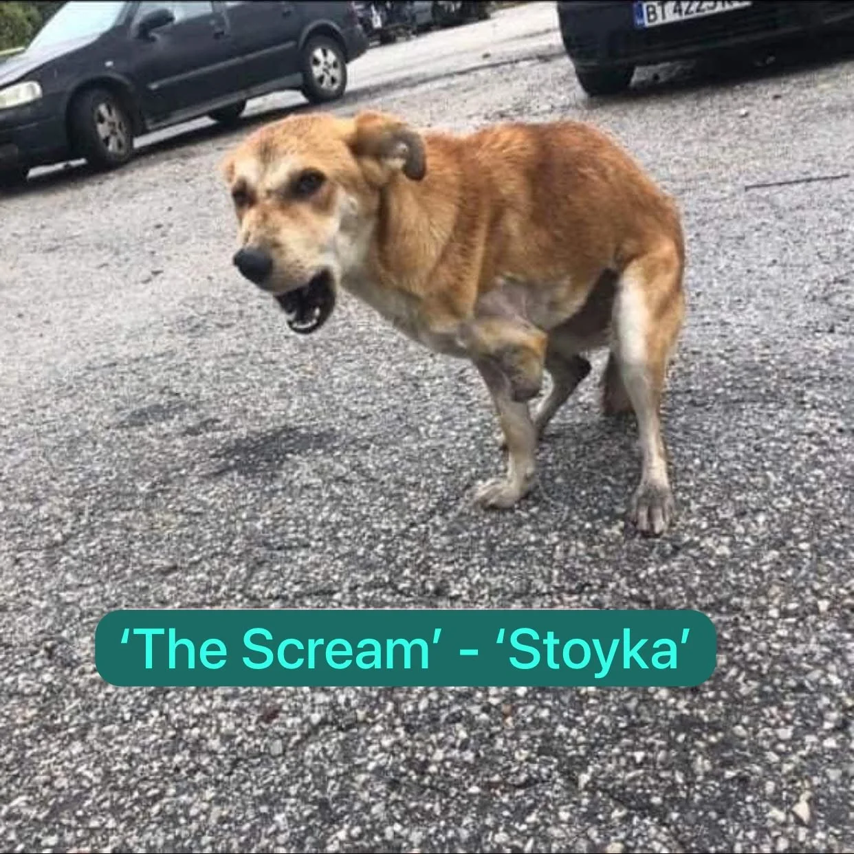 A dog standing on a gravel parking lot, appearing to bark or growl with its mouth open and ears back. Several cars are parked in the background.