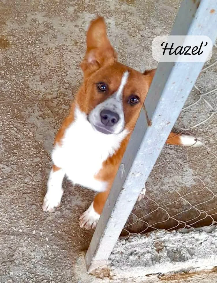 Hazel Cover Pic.jpeg