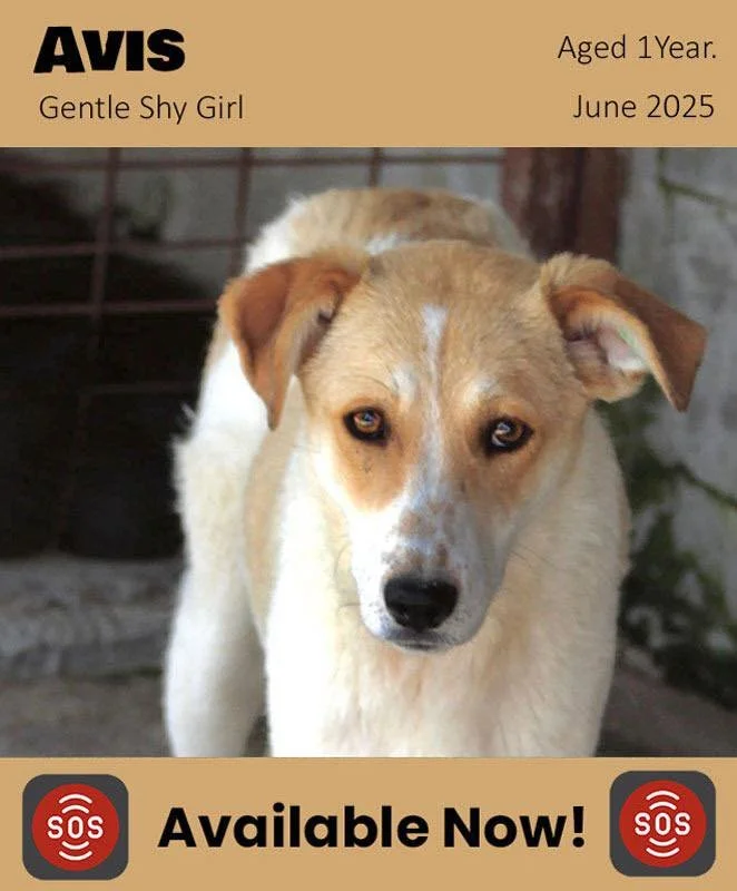 Photo of a dog with light brown and white fur, gazing directly at the camera, with a background of a wire enclosure and some greenery. The image contains added text about an adoptable dog named Avis, a gentle shy girl, aged 1 year in June 2025, with a notice that she is available now.
