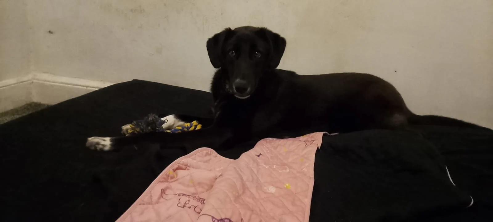 A black dog lying on a bed with a pink blanket and a black and white toy, looking at the camera.