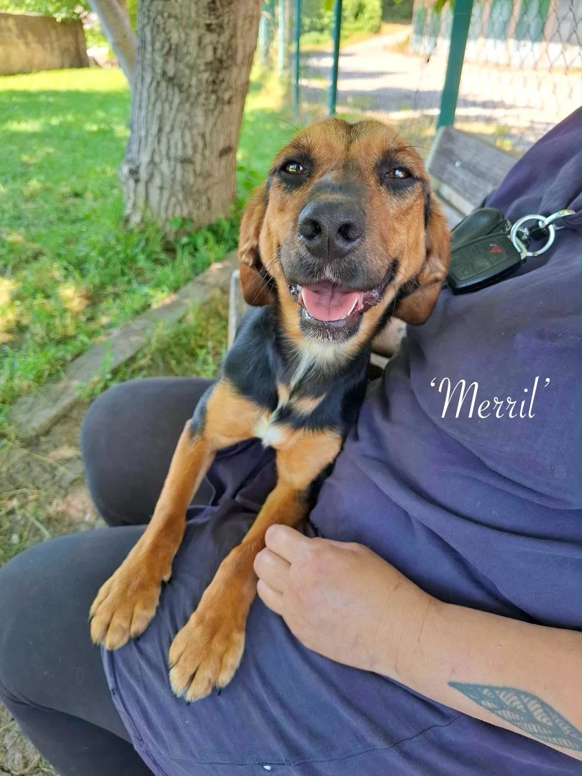Merril (Reserved STC)