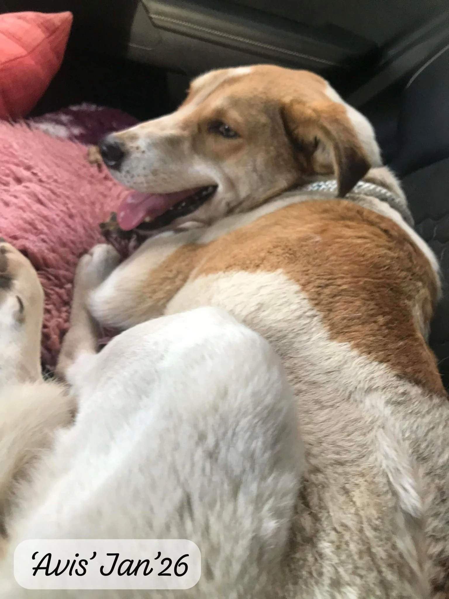 WhatsApp Image 2026-02-08 at 10.19.55 (1).jpeg