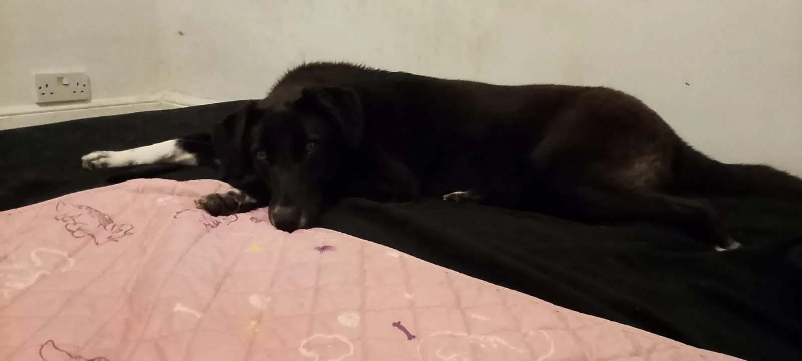 Raven laying 2 day 1.jpeg