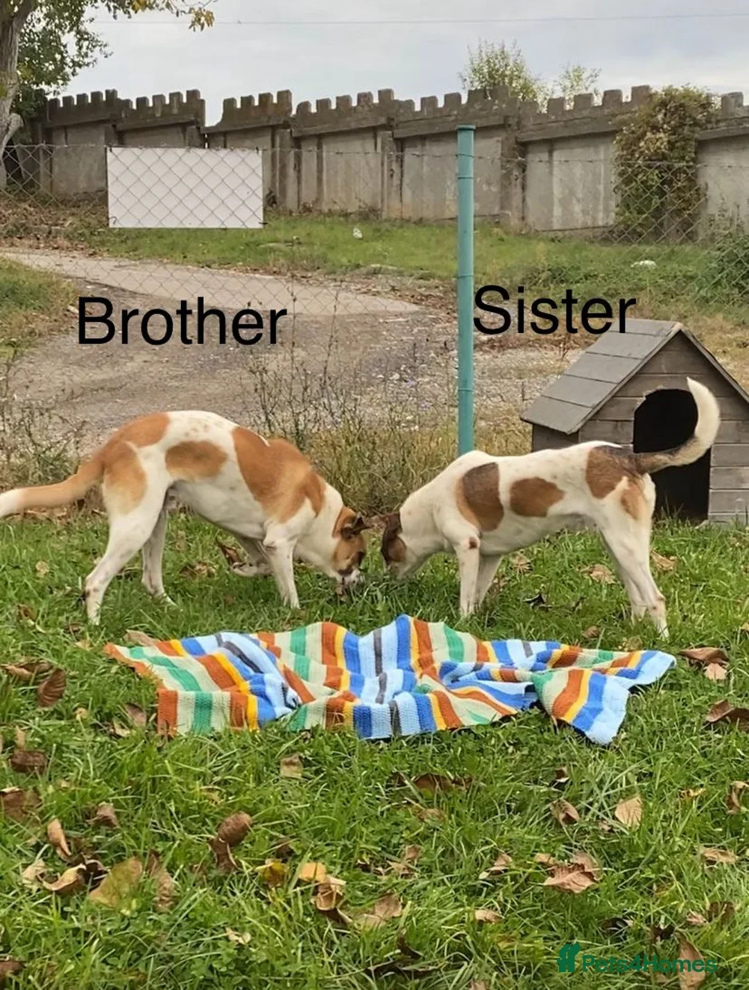 originalImage (1).webp