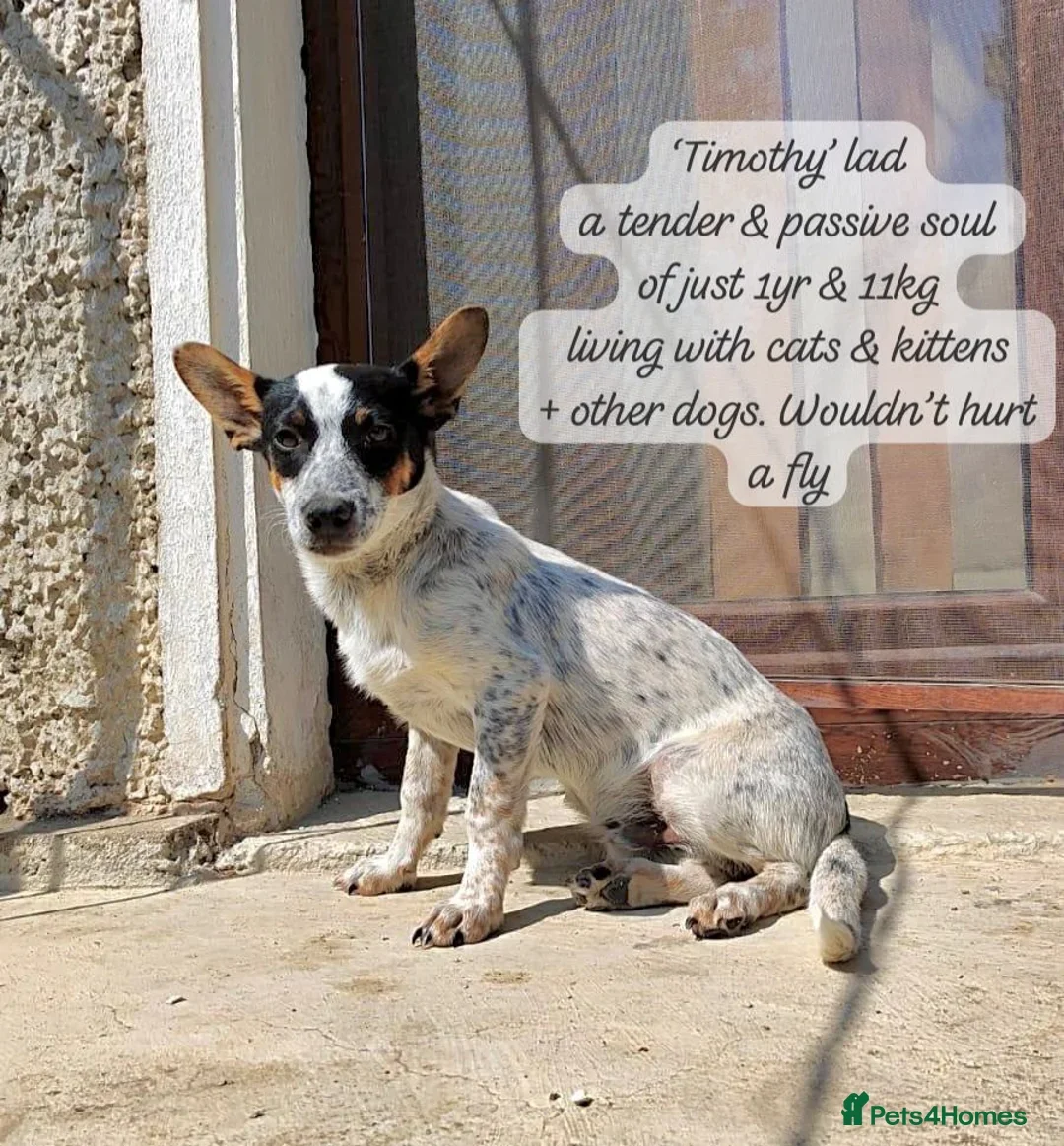 A small dog with black, white, and tan fur, sitting on concrete outside a door. There is a textbox next to the dog with a bio about the dog, mentioning its name is Timothy, age is 1 year, weight is 11 kg, and that it lives with cats, kittens, and other dogs. The background includes a stone wall and a wooden door with a mesh screen.