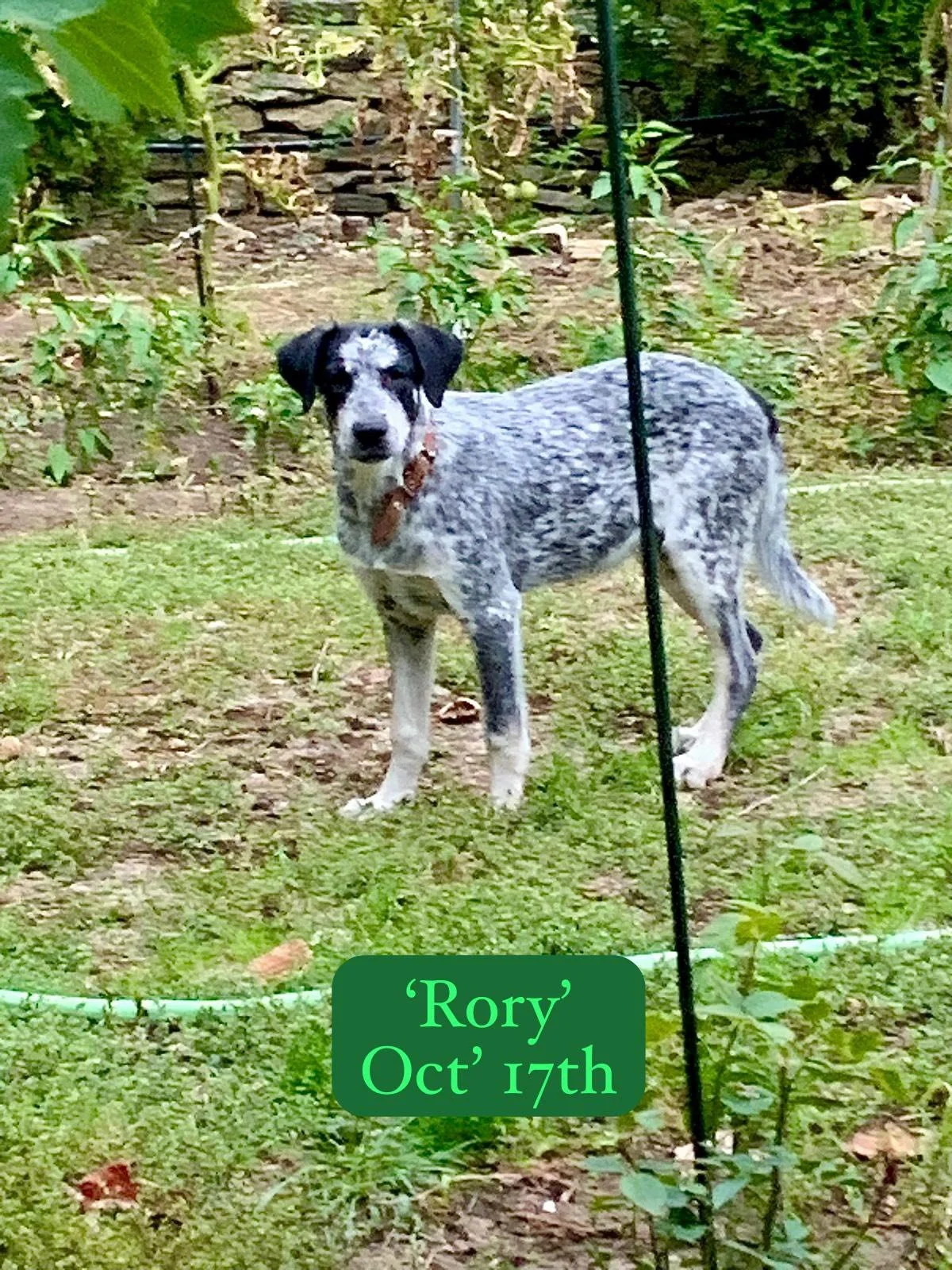 A dog with black and white speckled fur standing on grass in a garden with green plants and a stone wall in the background. There is a label at the bottom that says 'Rory, Oct 17th'.