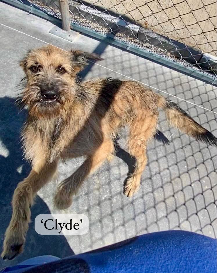 CLyde cover pic.jpeg