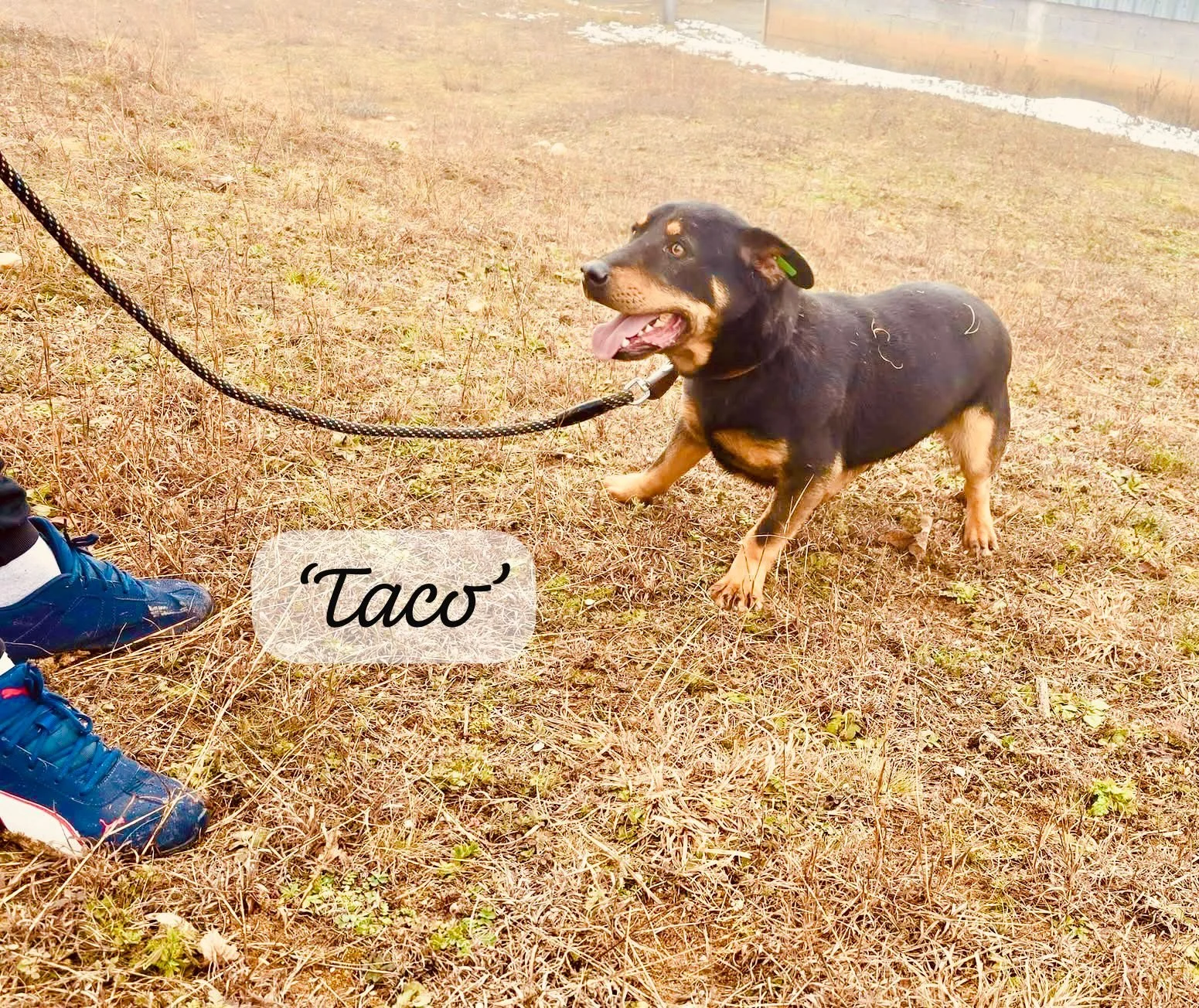 A small black and tan dog on a leash outdoors on grass, panting with an open mouth, next to a person's blue shoe and a sneaker, with the word 'Taco' in a speech bubble over grass.