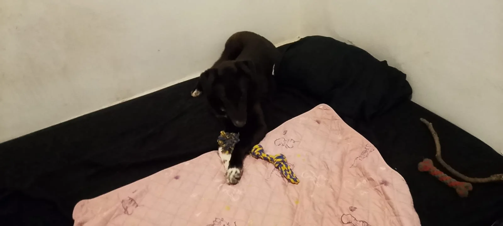 raven with 2 day 1.jpeg