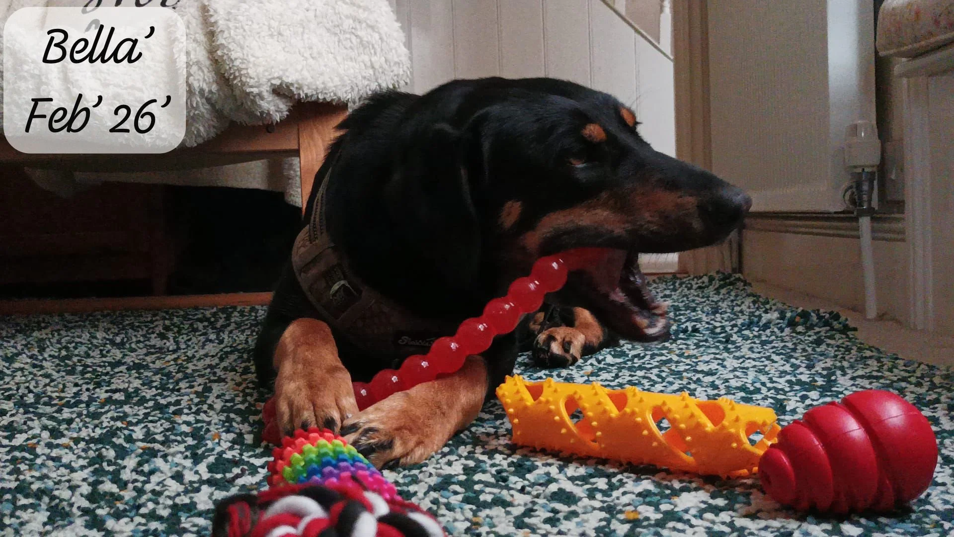 A black and tan dog yawning and playing on a multicolored textured rug with various toys, including a red chew toy, yellow plastic toy, a red and black rope toy, and a multicolored ball. A white fluffy blanket and wooden furniture are in the background. Text overlay in the top left corner reads 'Bella' Feb 26'.
